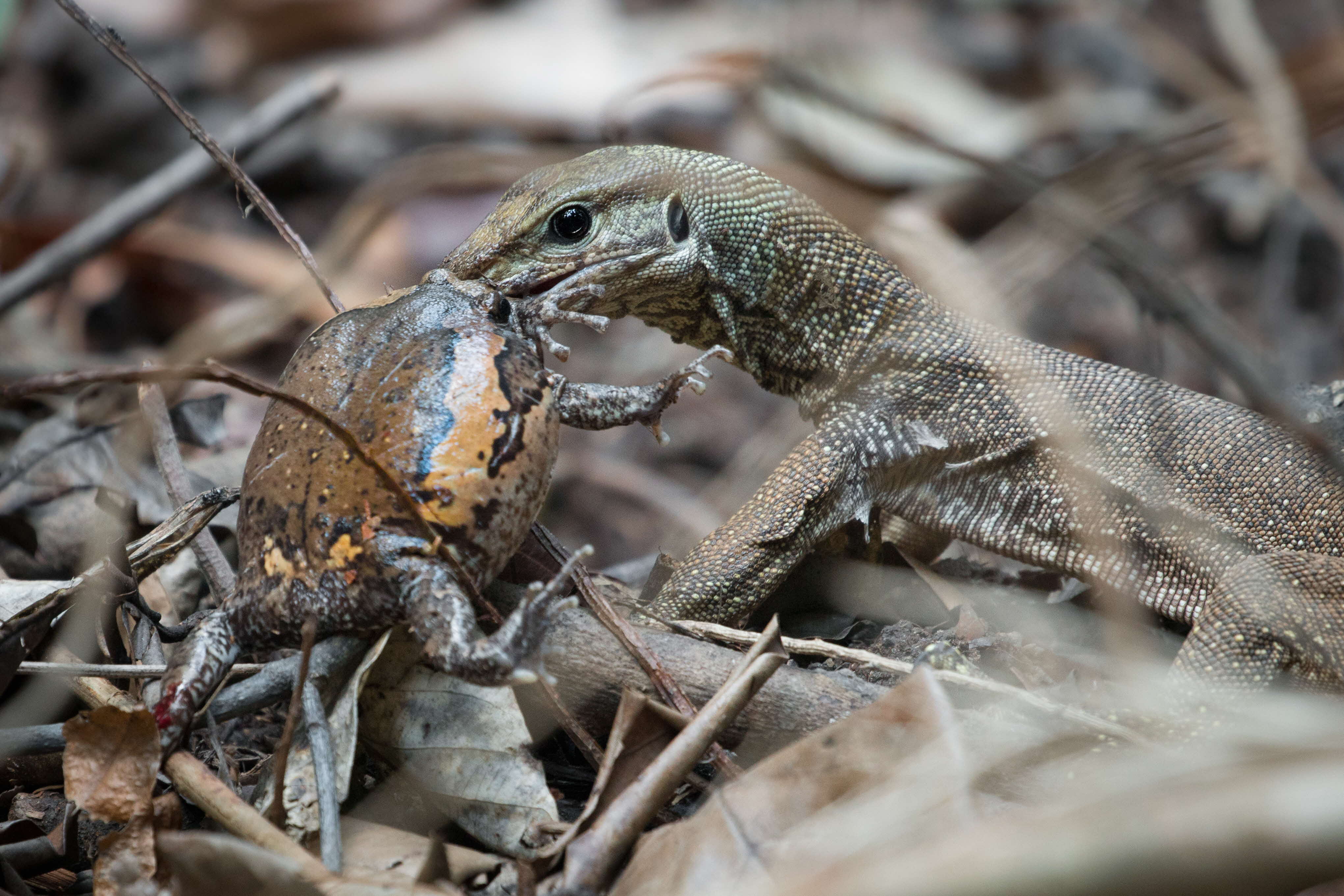 A photograph of a clouded monitor with a banded bullfrog in its mouth
